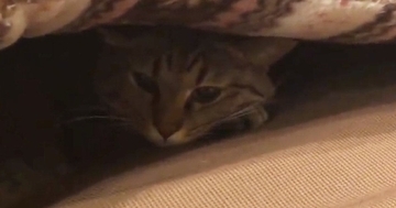 飼い主が仕事中で『構ってもらえなかった猫』…分かりやすく『拗ねる様子』に「人間の子供みたいｗ」「クッソかわええ」と反響