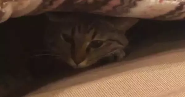 飼い主が仕事中で『構ってもらえなかった猫』…分かりやすく『拗ねる様子』に「人間の子供みたいｗ」「クッソかわええ」と反響