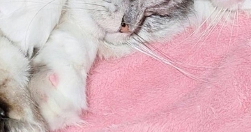仲良く一緒に眠る『2匹の猫』→よく見たら…「幸せをありがとうｗ」とんでもなく尊い寝姿に「きゃー目の保養」「ハッピーだ寝」の声