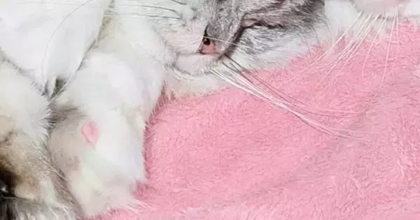 仲良く一緒に眠る『2匹の猫』→よく見たら…「幸せをありがとうｗ」とんでもなく尊い寝姿に「きゃー目の保養」「ハッピーだ寝」の声