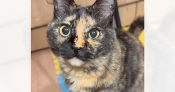 鳴き声が特徴的なサビ猫→名前を呼んでみると、『にゃ～』ではなく…可愛すぎる『お返事』が24万再生「ん？ってｗ」「ガチたまらん」と反響