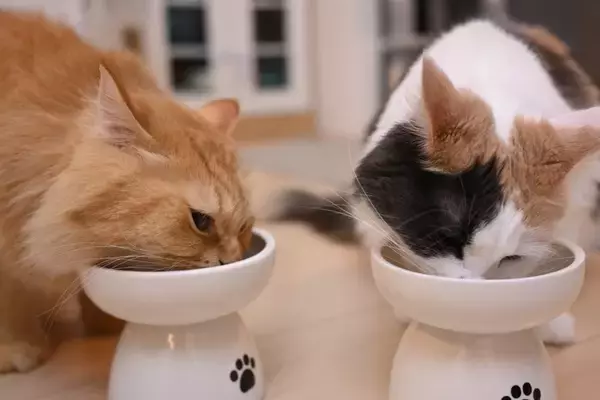 猫の『フード』を切り替えるタイミング4つ　変更の必要性や安全な方法も解説