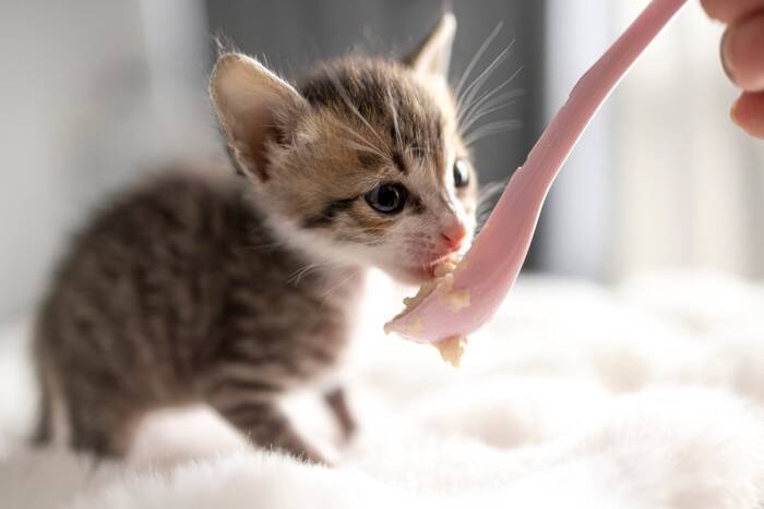 猫の『フード』を切り替えるタイミング4つ　変更の必要性や安全な方法も解説