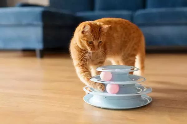 猫の飼い主が『買ってよかった』と感じるグッズ4選　あると便利なシーンや使用するメリットをご紹介