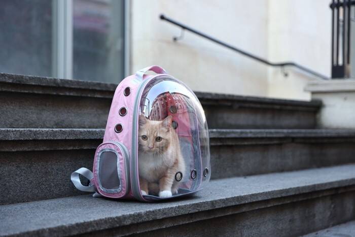 猫の飼い主が『買ってよかった』と感じるグッズ4選　あると便利なシーンや使用するメリットをご紹介