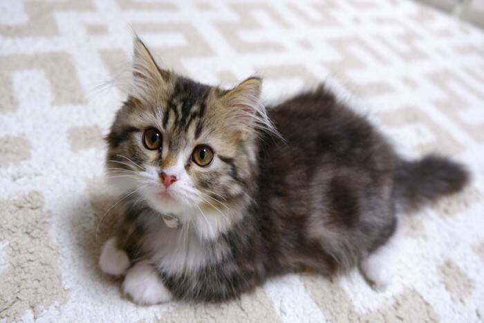 見分けるのが難しい『そっくりな猫種』3選　異なる特徴やそれぞれの魅力もご紹介