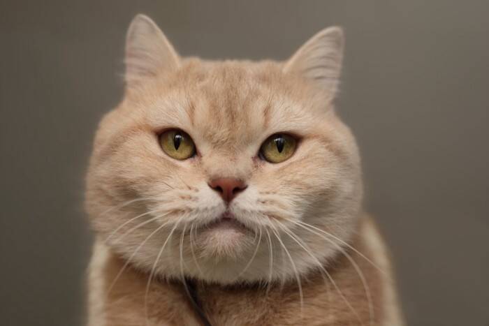 見分けるのが難しい『そっくりな猫種』3選　異なる特徴やそれぞれの魅力もご紹介