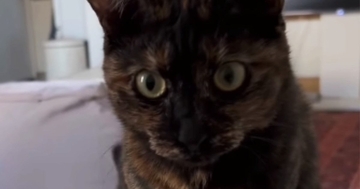 高熱でダウンした日→猫に『飴を持ってきて』とお願いしてみた結果…まさかの光景が18万再生「完全に赤ちゃんだと思われてるｗ」「ええー！」