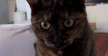 高熱でダウンした日→猫に『飴を持ってきて』とお願いしてみた結果…まさかの光景が18万再生「完全に赤ちゃんだと思われてるｗ」「ええー！」