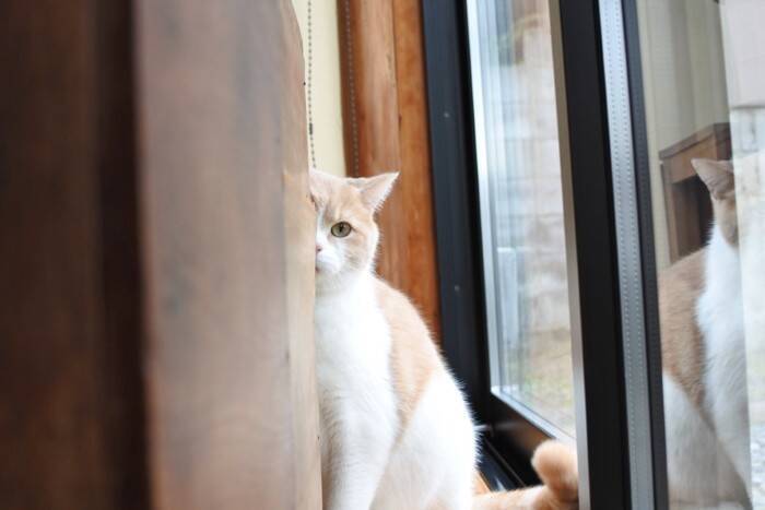 猫があなたに『心を許している』ときにみせるサイン4つ　行動の意味や打ち解けるためのコツも解説