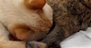 同居猫のおしりの匂いを嗅いで『クサそうな表情を見せた猫』→次の瞬間…まさかの行動が106万表示「何回も見てしまうｗ」「ほんと好きｗｗ」