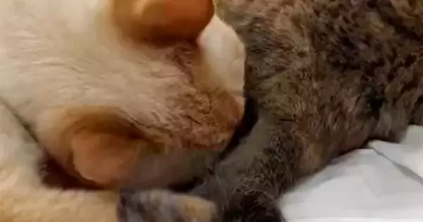 同居猫のおしりの匂いを嗅いで『クサそうな表情を見せた猫』→次の瞬間…まさかの行動が106万表示「何回も見てしまうｗ」「ほんと好きｗｗ」