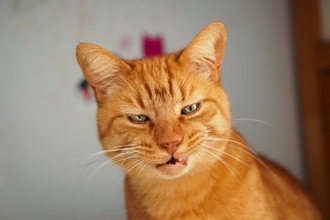 猫が『フガフガ』と鼻を鳴らしているときの原因3選　見逃せないサインから受診の目安まで