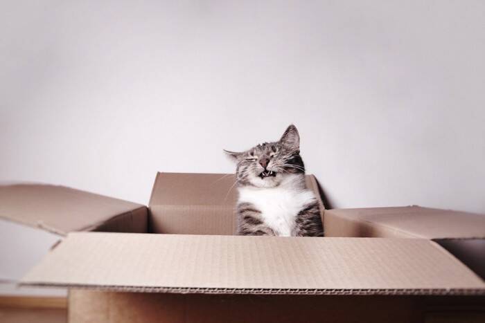 猫が『フガフガ』と鼻を鳴らしているときの原因3選　見逃せないサインから受診の目安まで