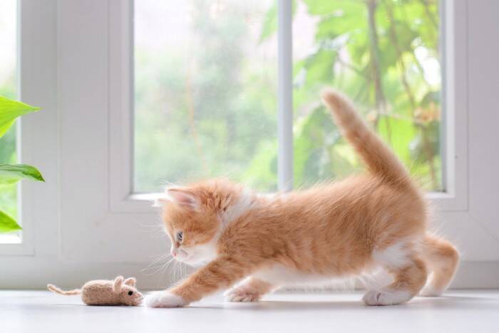 猫が楽しく遊べる『0円オモチャ』4つ　手作りするときのコツから安全面の注意点まで