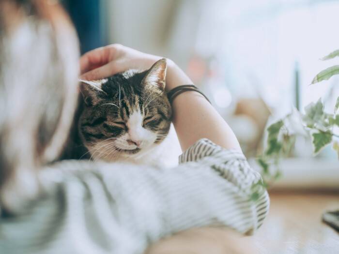 猫の飼い主を襲いやすい『後悔』5選　早いうちに改めたいことや悔やまないための心得