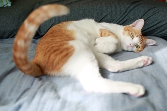 猫があなたの呼びかけに『しっぽで反応』する理由4つ　無視しているわけではない？込められている心理とは