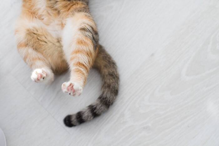 猫があなたの呼びかけに『しっぽで反応』する理由4つ　無視しているわけではない？込められている心理とは