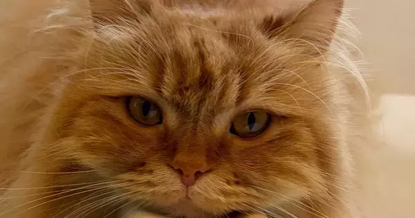 暑い夏、お風呂場をのぞくと『猫』が…あまりにも可愛すぎる『脱力しきった様子』に２万いいね「落ち着くんだね」「モノレールっぽいｗ」