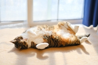 猫が毎日の暮らしに『満足している』ときにみせる5つのサイン　仕草に込められている意味や満足度を高める秘訣まで