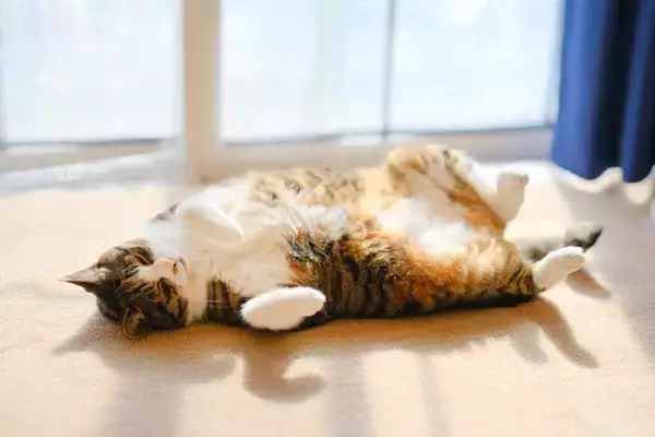 猫が毎日の暮らしに『満足している』ときにみせる5つのサイン　仕草に込められている意味や満足度を高める秘訣まで
