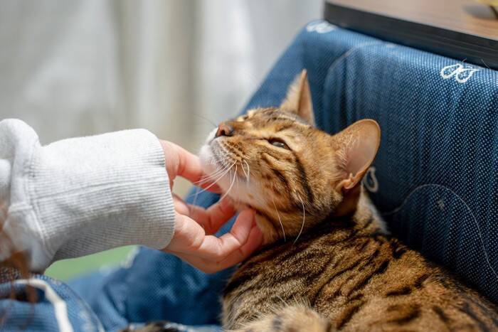 猫が毎日の暮らしに『満足している』ときにみせる5つのサイン　仕草に込められている意味や満足度を高める秘訣まで