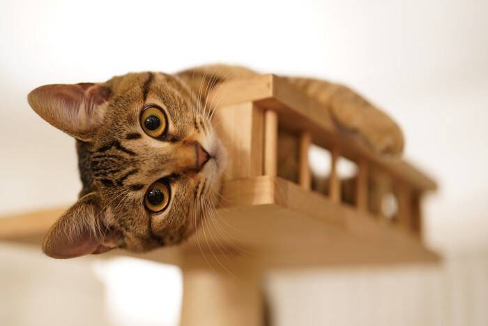 猫が毎日の暮らしに『満足している』ときにみせる5つのサイン　仕草に込められている意味や満足度を高める秘訣まで