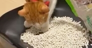 猫トイレの砂を新しいものに交換していると…猫がとった『かわいい行動』に「気持ちよさそうｗ」「床がきれいなの凄い」と56万表示