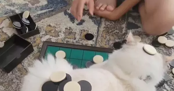 オセロで遊んでいると、盤上に子猫が座り込んでしまい…そのまま始まった『新しい遊び』に爆笑「白猫危機一髪ｗ」「可愛すぎｗ」と18万再生