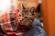 猫があなたの『服に潜ろうとする』理由4選　考えられる目的や気持ちを解説
