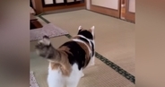 母が帰ってきたことに気づいた三毛猫…あまりにも尊い『熱烈なお出迎え』が88万再生「ぽてぽて歩く姿がたまらない」「何とも愛らしいｗ」