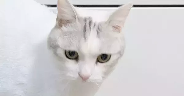 小さな頃から爪とぎポールに登るのが得意な猫→久しぶりに挑戦した結果…驚きの光景に3万いいね「バランス感覚がすごいｗ」「お見事ッッ」