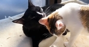 最初は子猫たちに『ビビっていたお兄ちゃん猫』→すっかり慣れてきて…優しさあふれる光景に「癒やしをありがとう」「大忙しだねｗ」と反響