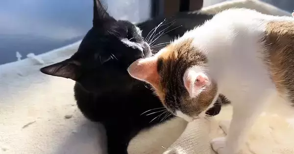 最初は子猫たちに『ビビっていたお兄ちゃん猫』→すっかり慣れてきて…優しさあふれる光景に「癒やしをありがとう」「大忙しだねｗ」と反響