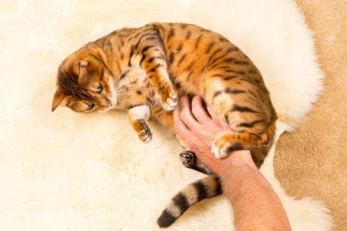 猫にも『くすぐったい』という感覚はある？足の裏やワキ…人とは違う感覚？