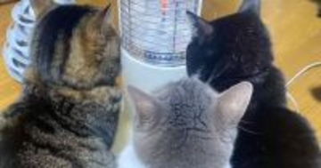 ストーブの前を見たら、『3匹の猫』が…信じられないほど可愛すぎる光景が207万再生「みんな同じ体型で可愛いｗ」「まとめて抱きしめたい」