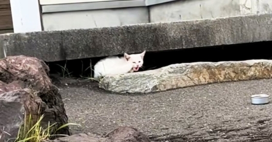 厳しい寒さが近づいてきた頃、『1匹の野良猫』が現れて…保護されると→感動の展開と『現在の様子』が12万再生「涙が出た」「ありがとう」