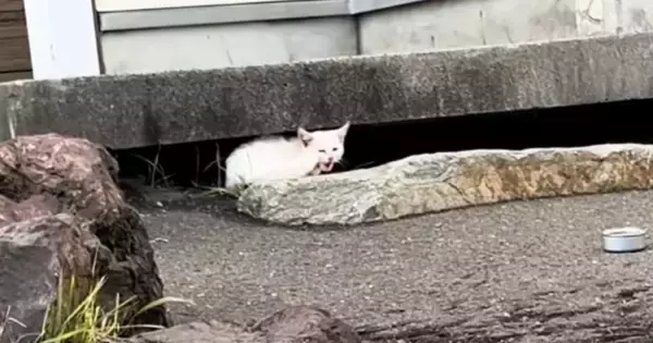 厳しい寒さが近づいてきた頃、『1匹の野良猫』が現れて…保護されると→感動の展開と『現在の様子』が12万再生「涙が出た」「ありがとう」