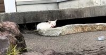 厳しい寒さが近づいてきた頃、『1匹の野良猫』が現れて…保護されると→感動の展開と『現在の様子』が12万再生「涙が出た」「ありがとう」