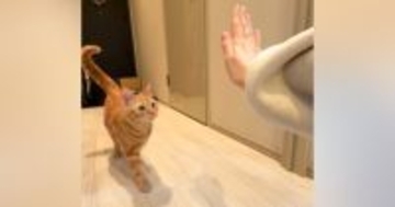 手を差し出して『タッチ』と言うと…得意技を『披露してくれる猫』が可愛すぎると143万再生「無限に見れる」「メロメロになった」