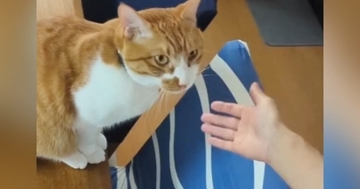 大好きなママが『抱っこ』と言ったら…甘え上手な猫が見せた『可愛すぎる行動』が16万再生「言葉を理解してて凄い」「羨ましい限り」