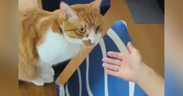 大好きなママが『抱っこ』と言ったら…甘え上手な猫が見せた『可愛すぎる行動』が16万再生「言葉を理解してて凄い」「羨ましい限り」