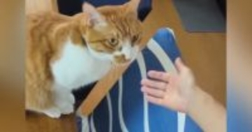 大好きなママが『抱っこ』と言ったら…甘え上手な猫が見せた『可愛すぎる行動』が16万再生「言葉を理解してて凄い」「羨ましい限り」