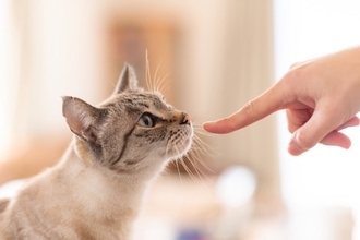 猫に『指を差し出す』とニオイをかぐ理由3選　隠されている意味や嗅がせるときの注意点まで