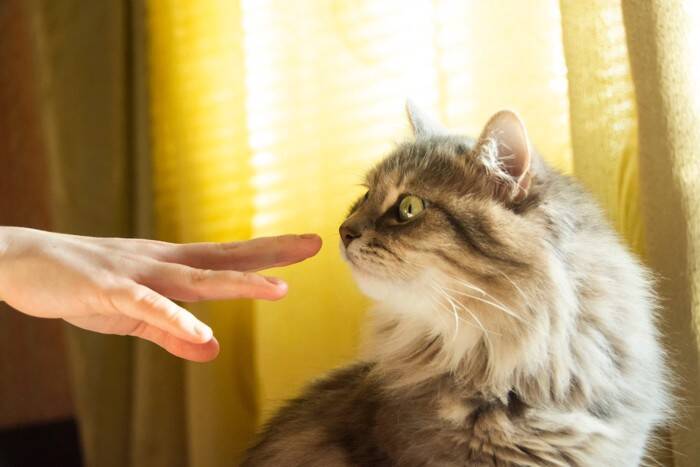 猫に『指を差し出す』とニオイをかぐ理由3選　隠されている意味や嗅がせるときの注意点まで