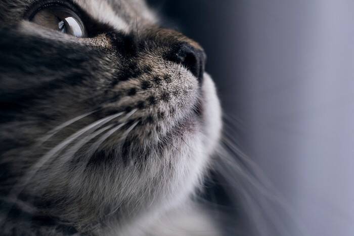 猫に『指を差し出す』とニオイをかぐ理由3選　隠されている意味や嗅がせるときの注意点まで