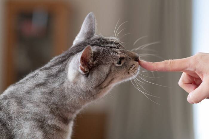猫に『指を差し出す』とニオイをかぐ理由3選　隠されている意味や嗅がせるときの注意点まで