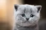 猫が『捨てられたかも…』と不安になっているときのサイン5つ　行動に隠された心理や安心させる接し方まで
