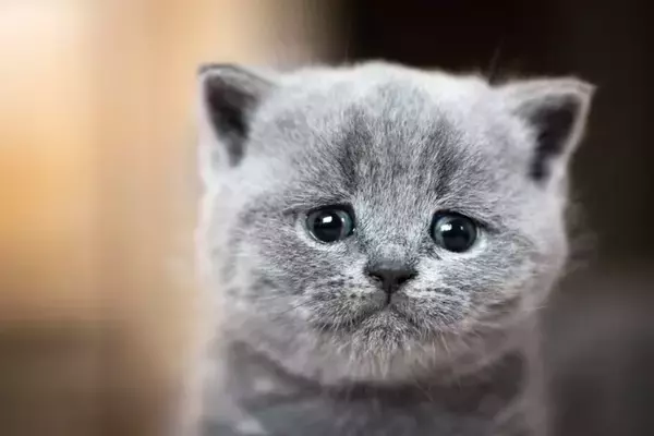 猫が『捨てられたかも…』と不安になっているときのサイン5つ　行動に隠された心理や安心させる接し方まで