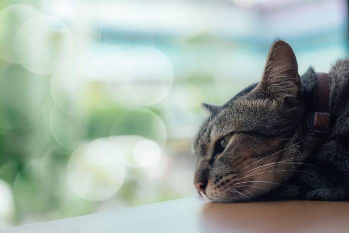 猫が『捨てられたかも…』と不安になっているときのサイン5つ　行動に隠された心理や安心させる接し方まで